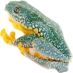 Other Tree Frogs